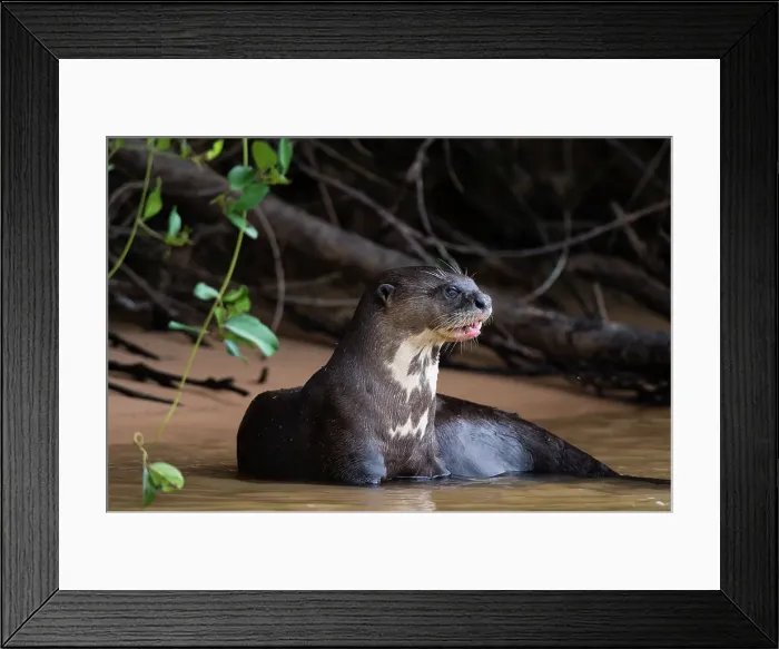 Framed Print : A Giant otter, Pteronura brasiliensis, resting in the Cuiaba River. Mato Grosso Do Sul State, Brazil Framed Print : A Giant otter, Pteronura brasiliensis, resting in the Cuiaba River. Mato Grosso Do Sul State, Brazil
