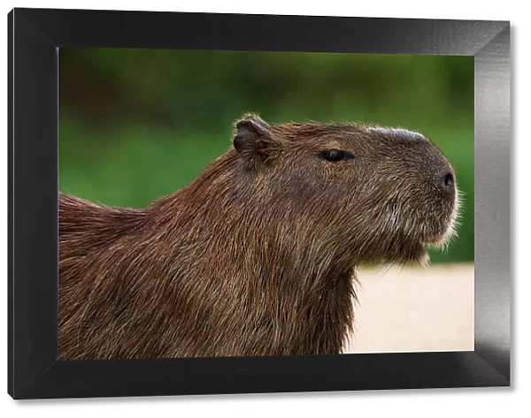 Portrait of a Capybara, Hydrochoerus Hydrochoerus. Mato Grosso Do Sul State, Brazil