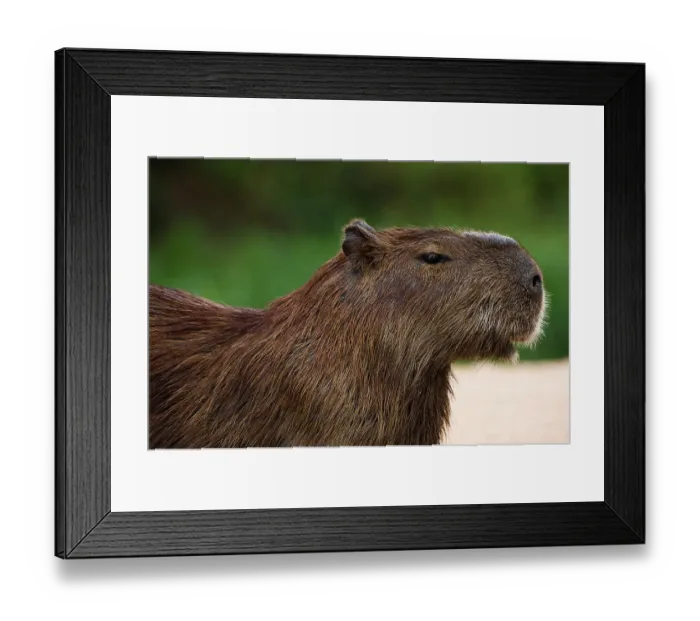 Framed Print : Portrait of a Capybara, Hydrochoerus Hydrochoerus. Mato Grosso Do Sul State, Brazil Framed Print : Portrait of a Capybara, Hydrochoerus Hydrochoerus. Mato Grosso Do Sul State, Brazil