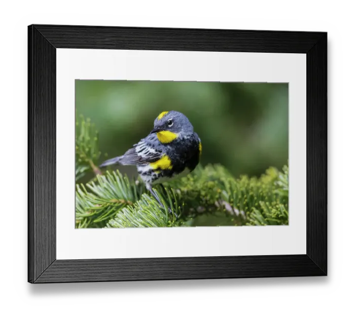Framed Print : Yellow-rumped warbler, Audubon's warbler, Washington State, Olympic Peninsula, USA