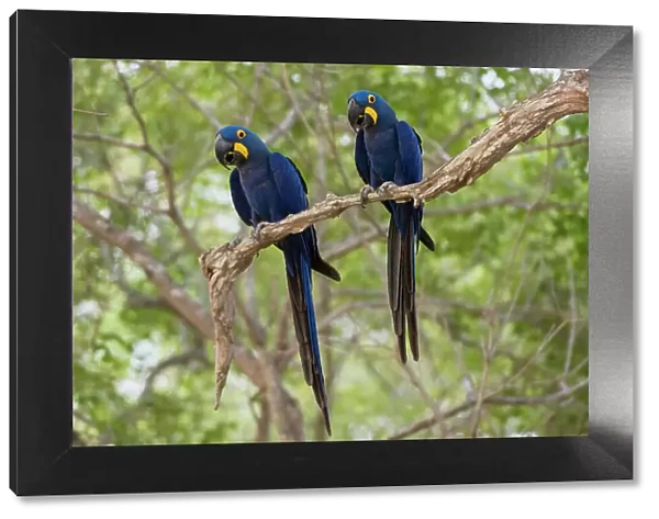 Two Hyacinth macaws, Anodorhynchus hyacinthinus, perching on a branch. Mato Grosso Do Sul State, Brazil