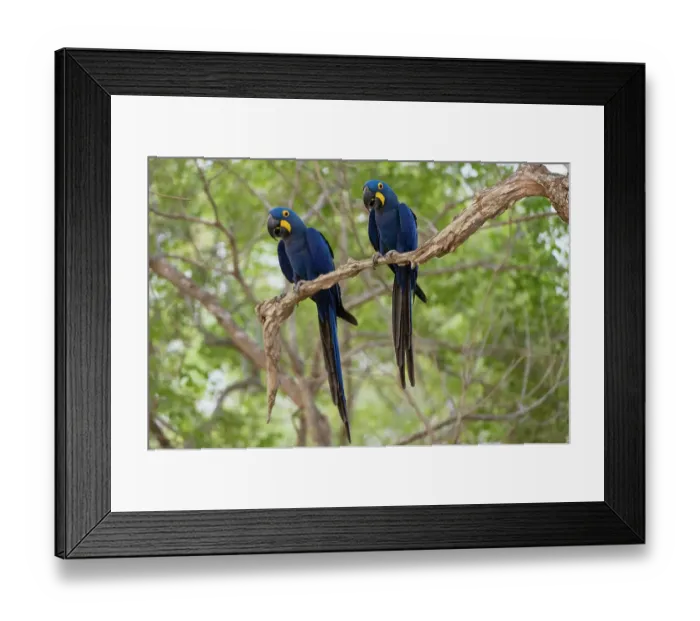 Framed Print : Two Hyacinth macaws, Anodorhynchus hyacinthinus, perching on a branch. Mato Grosso Do Sul State, Brazil Framed Print : Two Hyacinth macaws, Anodorhynchus hyacinthinus, perching on a branch. Mato Grosso Do Sul State, Brazil