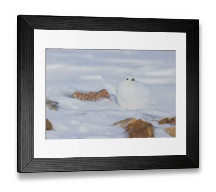 Framed Print : White-tailed ptarmigan, winter plumage Framed Print : White-tailed ptarmigan, winter plumage
