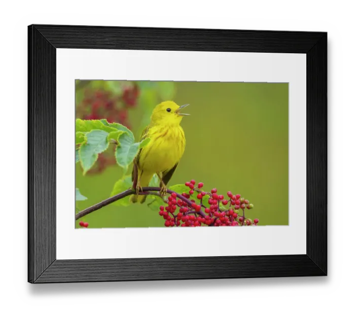 Framed Print : Yellow warbler singing on Hawthorn berry bush, Skagit Valley, Washington State, USA Framed Print : Yellow warbler singing on Hawthorn berry bush, Skagit Valley, Washington State, USA