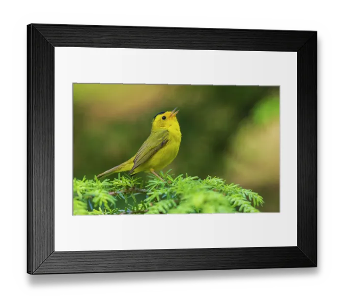 Framed Print : Wilson's warbler singing, USA, Washington State. Olympic Peninsula Framed Print : Wilson's warbler singing, USA, Washington State. Olympic Peninsula
