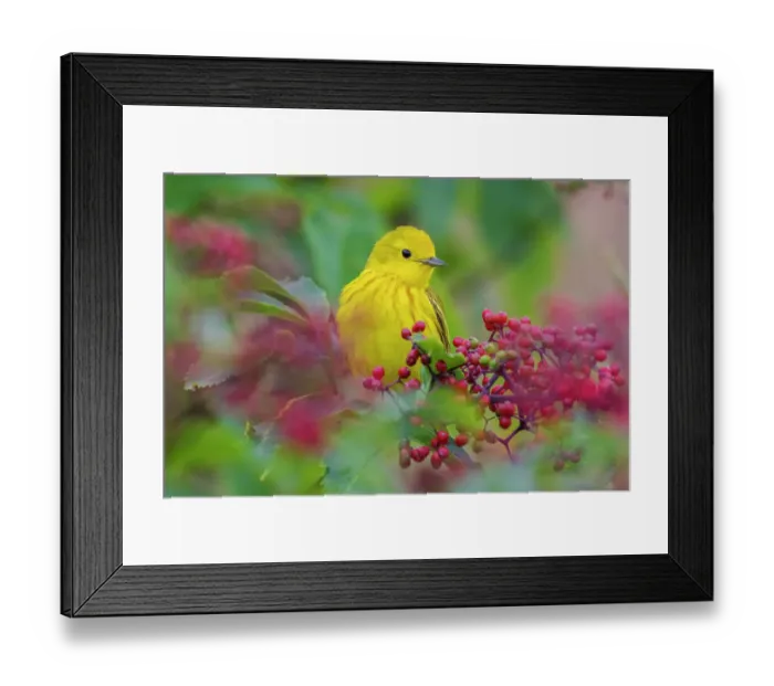 Framed Print : USA, Washington State. Skagit Valley, yellow warbler among wild Hawthorn berries Framed Print : USA, Washington State. Skagit Valley, yellow warbler among wild Hawthorn berries