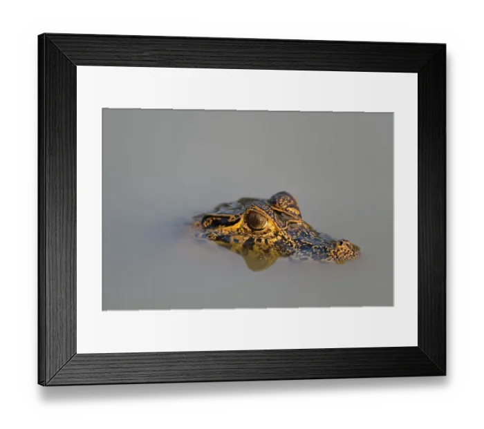 Framed Print : A Yacare caiman, Caiman Crocodylus yacare, in the Cuiaba River. Mato Grosso Do Sul State, Brazil Framed Print : A Yacare caiman, Caiman Crocodylus yacare, in the Cuiaba River. Mato Grosso Do Sul State, Brazil