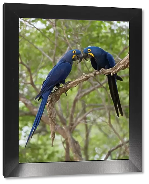Two Hyacinth macaws, Anodorhynchus hyacinthinus, perching on a tree branch. Mato Grosso Do Sul State, Brazil