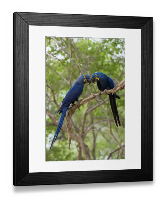 Framed Print : Two Hyacinth macaws, Anodorhynchus hyacinthinus, perching on a tree branch. Mato Grosso Do Sul State, Brazil