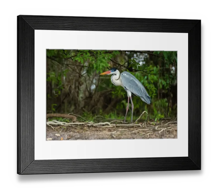 Framed Print : A Cocoi Heron, Ardea Cocoi, stands in a rain forest. Mato Grosso Do Sul State, Brazil