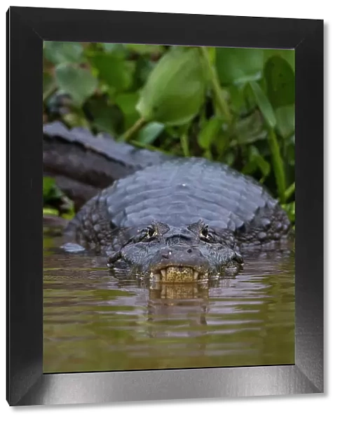 A Yacare caiman, Caiman Crocodylus yacare, on the surface of the Cuiaba River. Mato Grosso Do Sul State, Brazil