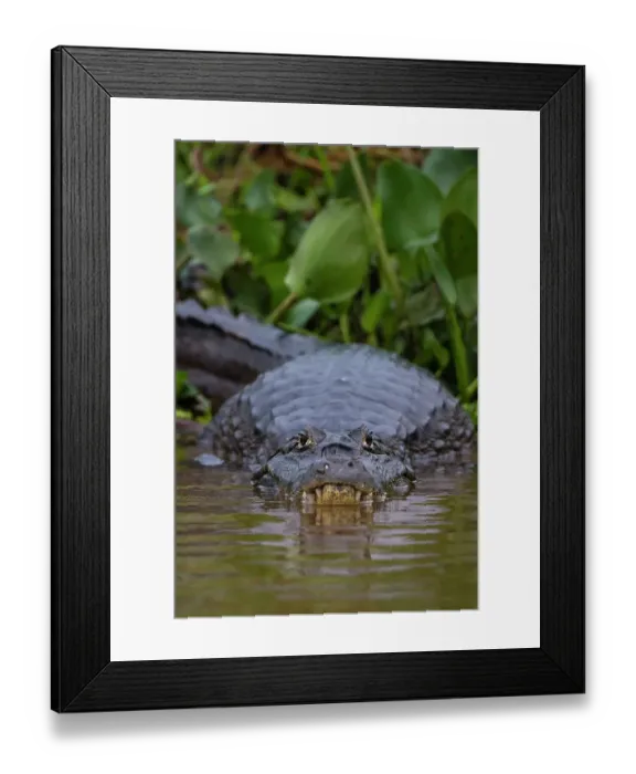 Framed Print : A Yacare caiman, Caiman Crocodylus yacare, on the surface of the Cuiaba River. Mato Grosso Do Sul State, Brazil Framed Print : A Yacare caiman, Caiman Crocodylus yacare, on the surface of the Cuiaba River. Mato Grosso Do Sul State, Brazil