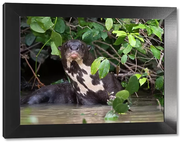 A Giant otter, Pteronura brasiliensis, rests in a river. Mato Grosso Do Sul State, Brazil
