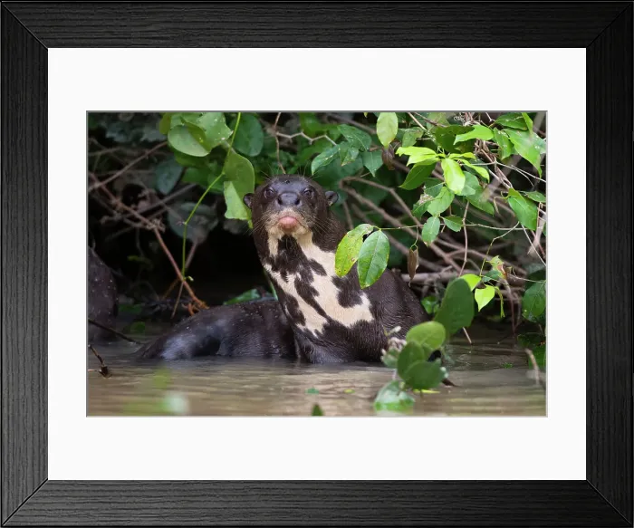 Framed Print : A Giant otter, Pteronura brasiliensis, rests in a river. Mato Grosso Do Sul State, Brazil