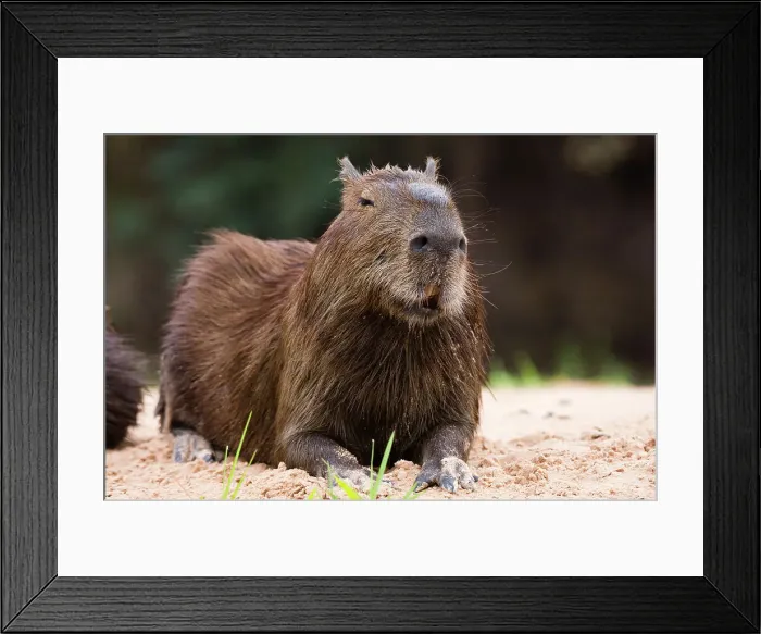 Framed Print : A Capybara, Hydrochoerus Hydrochoerus, resting on a riverbank. Mato Grosso Do Sul State, Brazil Framed Print : A Capybara, Hydrochoerus Hydrochoerus, resting on a riverbank. Mato Grosso Do Sul State, Brazil