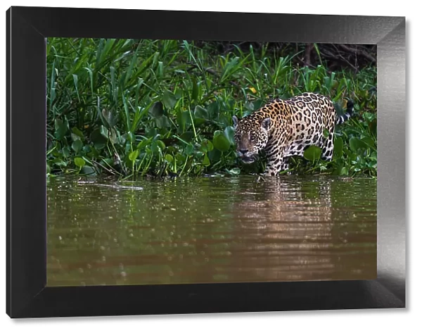 A Jaguar, Panthera onca, walking along the Cuiaba River. Mato Grosso Do Sul State, Brazil