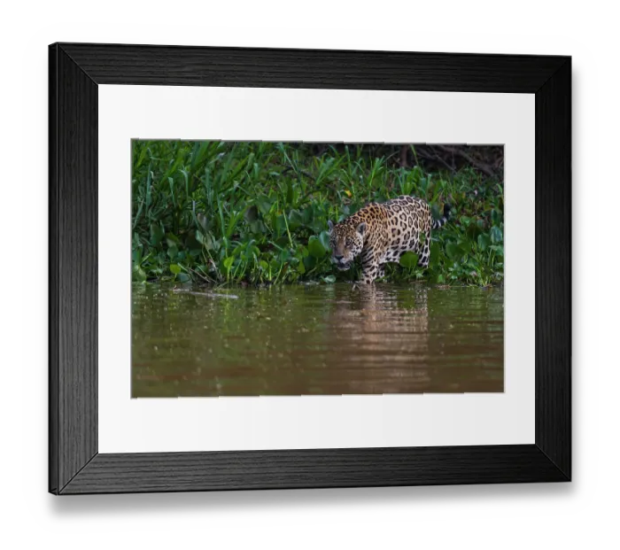 Framed Print : A Jaguar, Panthera onca, walking along the Cuiaba River. Mato Grosso Do Sul State, Brazil Framed Print : A Jaguar, Panthera onca, walking along the Cuiaba River. Mato Grosso Do Sul State, Brazil