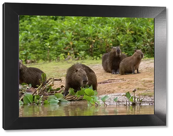 A group of Capybara, Hydrochoerus Hydrochoerus, gather along the Cuiaba River. Mato Grosso Do Sul State, Brazil