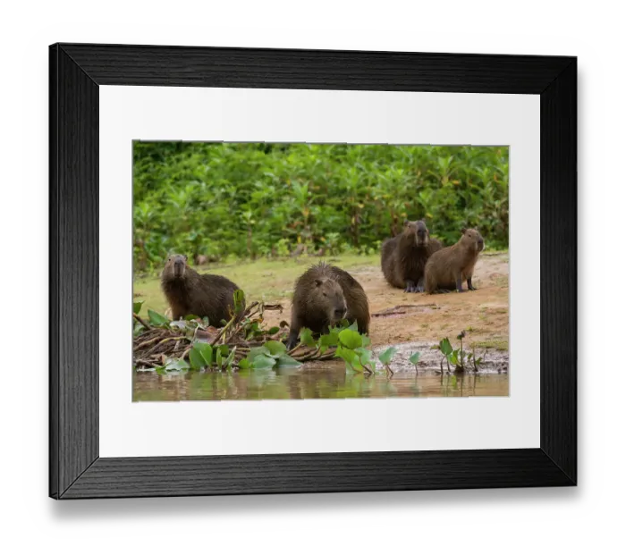 Framed Print : A group of Capybara, Hydrochoerus Hydrochoerus, gather along the Cuiaba River. Mato Grosso Do Sul State, Brazil