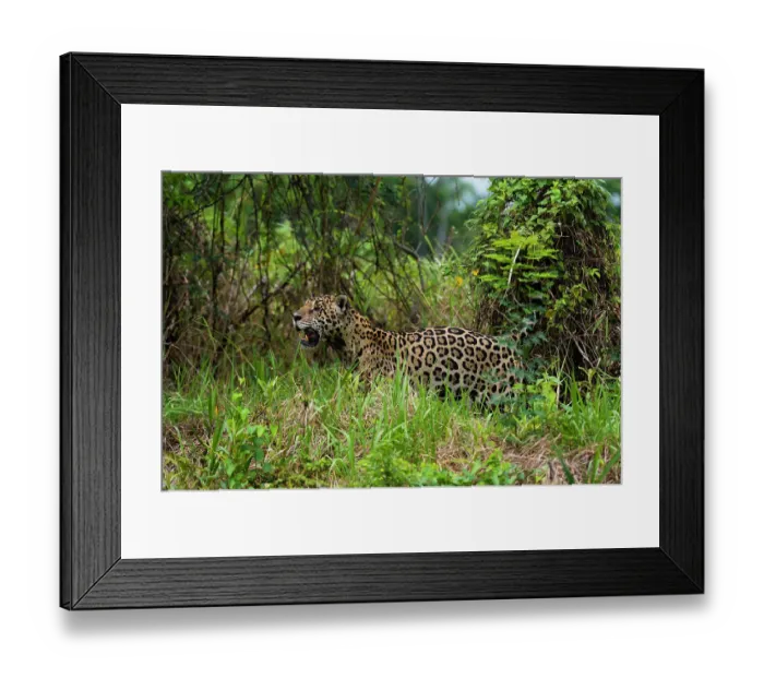 Framed Print : A Jaguar, Panthera onca, looking for prey near the Cuiaba River in Brazil. Mato Grosso Do Sul State, Brazil
