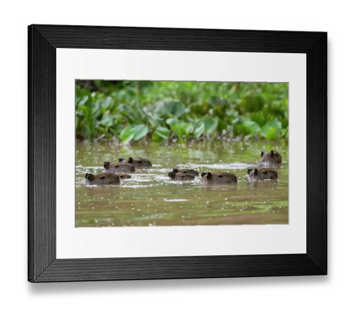Framed Print : A group of Capybaras, Hydrochoerus Hydrochoerus, swimming in the Cuiaba River. Mato Grosso Do Sul State, Brazil