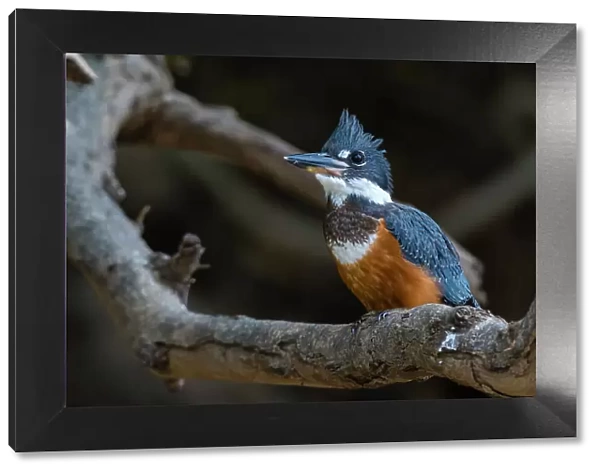 A Ringed kingfisher, Magaceryle torquata, perched on a tree branch. Mato Grosso Do Sul State, Brazil