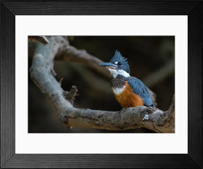 Framed Print : A Ringed kingfisher, Magaceryle torquata, perched on a tree branch. Mato Grosso Do Sul State, Brazil
