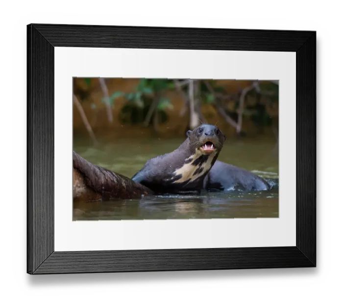Framed Print : A Giant otter, Pteronura brasiliensis, in the Cuiaba River. Mato Grosso Do Sul State, Brazil Framed Print : A Giant otter, Pteronura brasiliensis, in the Cuiaba River. Mato Grosso Do Sul State, Brazil