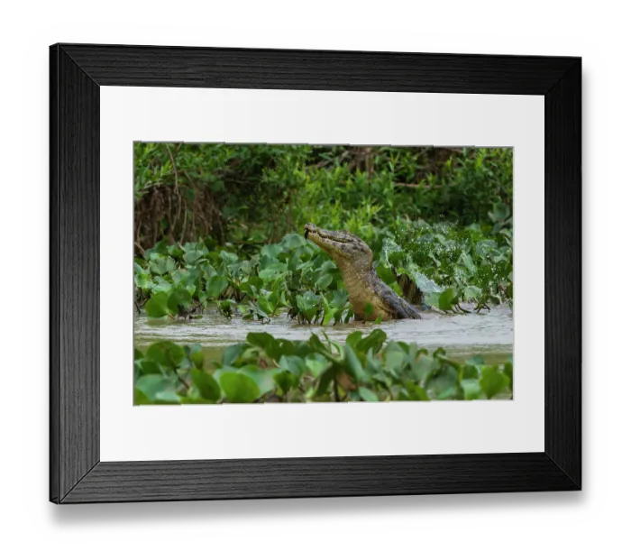 Framed Print : A Yacare caiman, Caiman Crocodylus yacare, jumping out of the Cuiaba River. Mato Grosso Do Sul State, Brazil Framed Print : A Yacare caiman, Caiman Crocodylus yacare, jumping out of the Cuiaba River. Mato Grosso Do Sul State, Brazil
