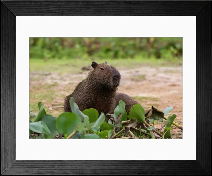 Framed Print : A Capybara, Hydrochoerus Hydrochoerus, resting along the Cuiaba River. Mato Grosso Do Sul State, Brazil Framed Print : A Capybara, Hydrochoerus Hydrochoerus, resting along the Cuiaba River. Mato Grosso Do Sul State, Brazil