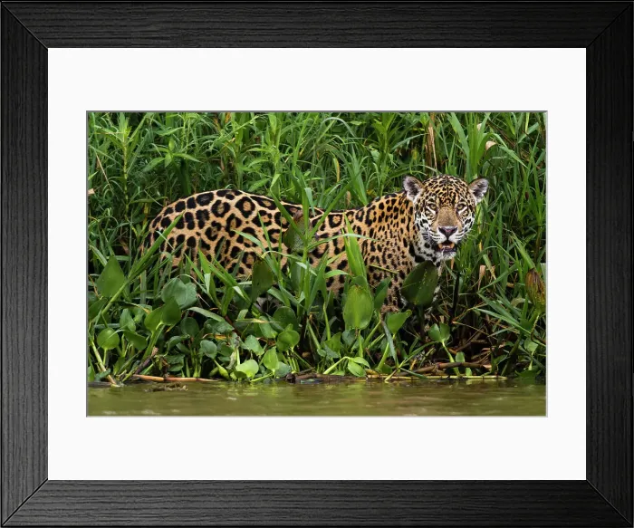 Framed Print : Portrait of a Jaguar, Panthera onca, in the Wetlands of Pantanal, Brazil. Mato Grosso do Sul State, Brazil Framed Print : Portrait of a Jaguar, Panthera onca, in the Wetlands of Pantanal, Brazil. Mato Grosso do Sul State, Brazil