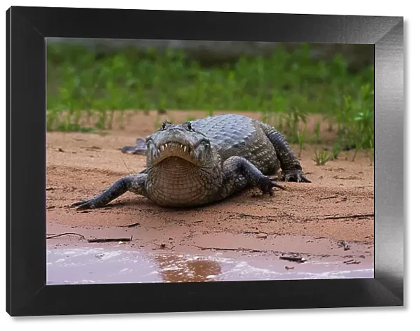A Yacare caiman, Caiman Crocodylus yacare, along the Cuiaba River. Mato Grosso Do Sul State, Brazil