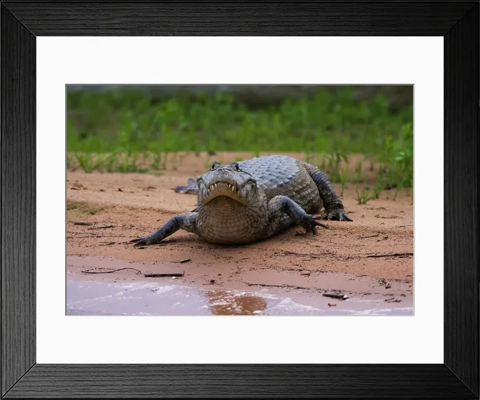 Framed Print : A Yacare caiman, Caiman Crocodylus yacare, along the Cuiaba River. Mato Grosso Do Sul State, Brazil