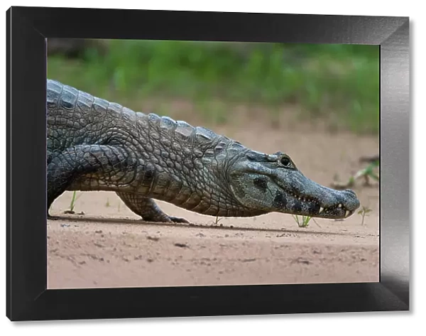 A Yacare caiman, Caiman Crocodylus yacare, walking along the Cuiaba River. Mato Grosso Do Sul State, Brazil