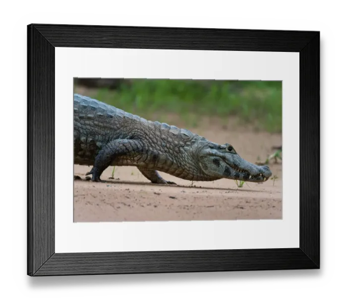 Framed Print : A Yacare caiman, Caiman Crocodylus yacare, walking along the Cuiaba River. Mato Grosso Do Sul State, Brazil