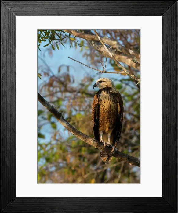Framed Print : A black-collared hawk, Busarellus nigricollis, on a branch. Rio Claro, Pantanal, Mato Grosso, Brazil