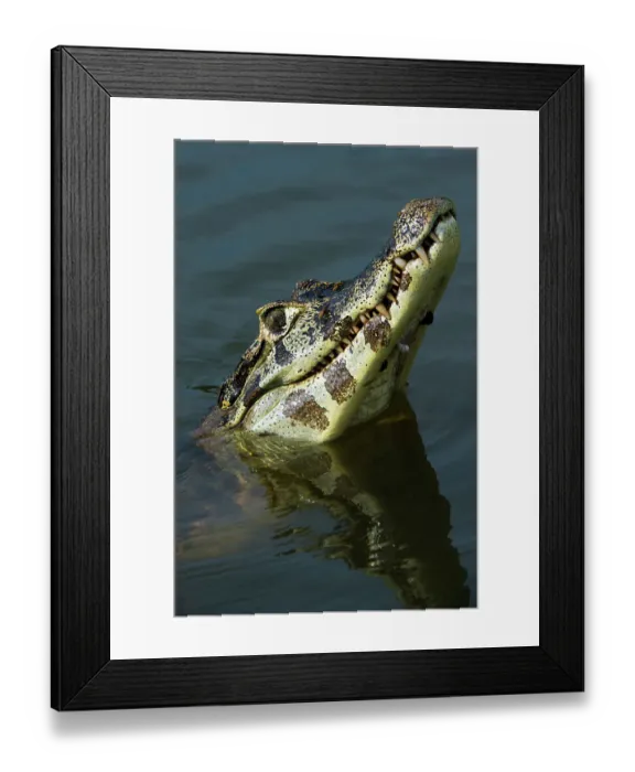 Framed Print : A yacare caiman, Caiman yacare, looking up. Rio Claro, Pantanal, Mato Grosso, Brazil Framed Print : A yacare caiman, Caiman yacare, looking up. Rio Claro, Pantanal, Mato Grosso, Brazil