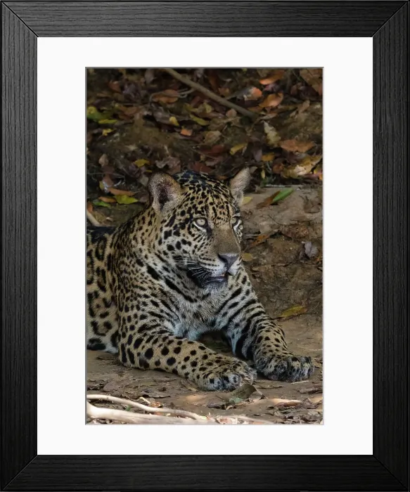 Framed Print : A jaguar, Panthera onca, resting on a river bank. Pantanal, Mato Grosso, Brazil Framed Print : A jaguar, Panthera onca, resting on a river bank. Pantanal, Mato Grosso, Brazil
