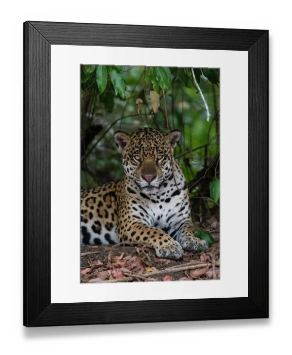 Framed Print : A jaguar, Panthera onca, resting in the shade and looking at the camera. Pantanal, Mato Grosso, Brazil Framed Print : A jaguar, Panthera onca, resting in the shade and looking at the camera. Pantanal, Mato Grosso, Brazil