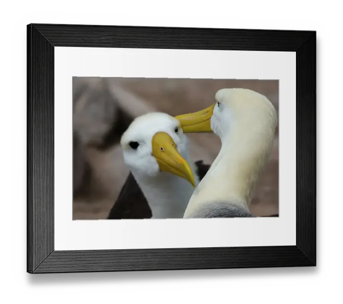 Framed Print : A couple of waved albatrosses, Diomedea irrorata. Espanola Island, Galapagos, Ecuador