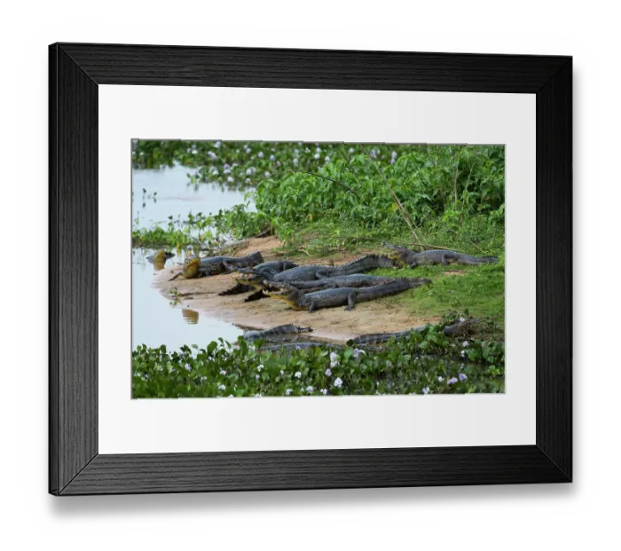Framed Print : Group of Yacare caiman, Caiman Crocodylus yacare, resting along the Cuiaba River. Mato Grosso Do Sul State, Brazil Framed Print : Group of Yacare caiman, Caiman Crocodylus yacare, resting along the Cuiaba River. Mato Grosso Do Sul State, Brazil