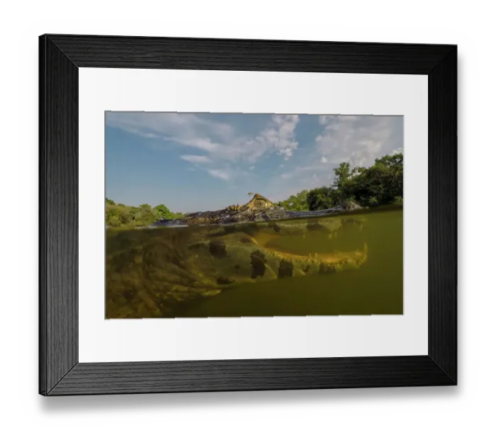 Framed Print : Close-up underwater portrait of a yacare caiman, Caiman yacare, in the Rio Claro, Pantanal, Mato Grosso, Brazil Framed Print : Close-up underwater portrait of a yacare caiman, Caiman yacare, in the Rio Claro, Pantanal, Mato Grosso, Brazil
