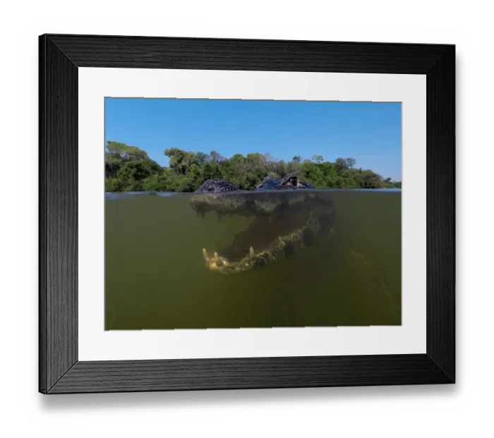 Framed Print : Close-up underwater portrait of a yacare caiman, Caiman yacare, in the Rio Claro, Pantanal, Mato Grosso, Brazil Framed Print : Close-up underwater portrait of a yacare caiman, Caiman yacare, in the Rio Claro, Pantanal, Mato Grosso, Brazil