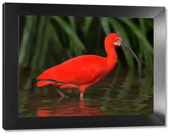 South America, Brazil. Close-up of scarlet ibis wading