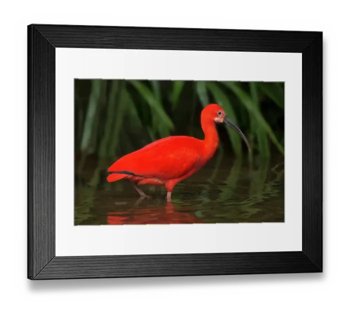Framed Print : South America, Brazil. Close-up of scarlet ibis wading Framed Print : South America, Brazil. Close-up of scarlet ibis wading