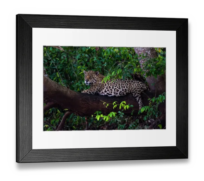 Framed Print : A Jaguar, Panthera onca, resting on a tree branch. Mato Grosso Do Sul State, Brazil Framed Print : A Jaguar, Panthera onca, resting on a tree branch. Mato Grosso Do Sul State, Brazil