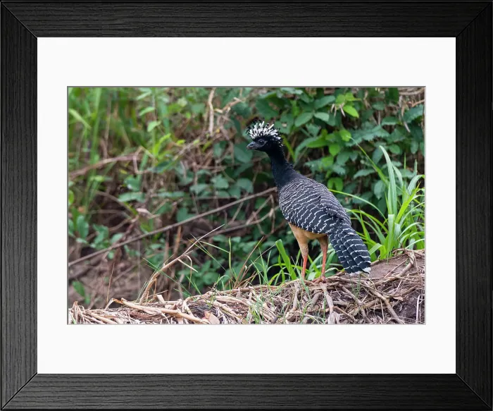 Framed Print : A Bare-faced curassow, Crax fasciolata, perching on a log. Mato Grosso Do Sul State, Brazil