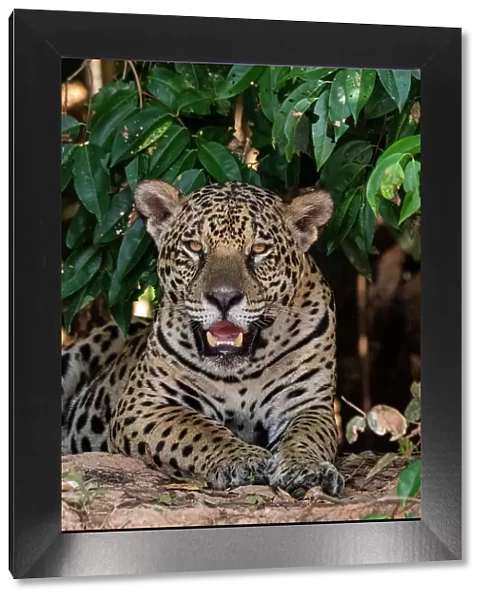 Close-up portrait of a jaguar, Panthera onca, looking at the camera. Pantanal, Mato Grosso, Brazil