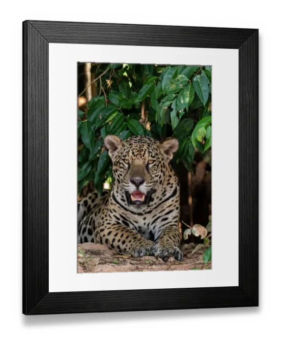 Framed Print : Close-up portrait of a jaguar, Panthera onca, looking at the camera. Pantanal, Mato Grosso, Brazil Framed Print : Close-up portrait of a jaguar, Panthera onca, looking at the camera. Pantanal, Mato Grosso, Brazil