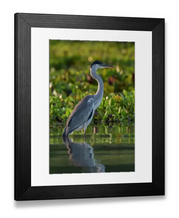 Framed Print : Portrait of a Cocoi heron, Ardea Cocoi. Rio Claro, Pantanal, Mato Grosso, Brazil Framed Print : Portrait of a Cocoi heron, Ardea Cocoi. Rio Claro, Pantanal, Mato Grosso, Brazil